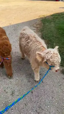 ESSA É A MINI VAQUINHA