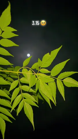#میرا_سہنا_پنڈ_لاکھو_کالم_ضلع_قصور♥️🍁🌴🌱😇 #shani_mayo1 #shanimayo 