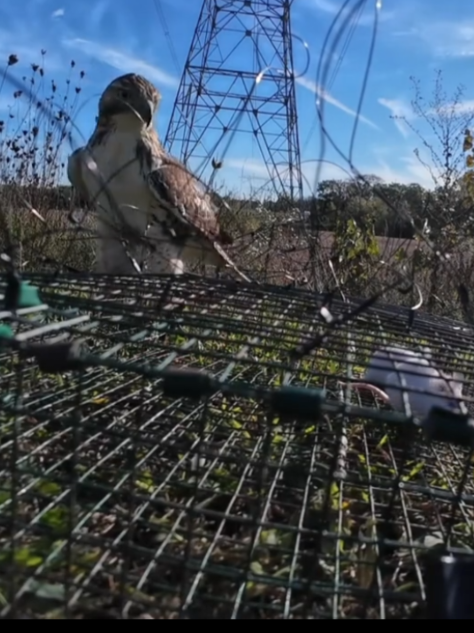 This is how an eagle is caught in America. Don't try to imitate it without a legal license. #Fierce_Animals #🔥🔥🔥 #Awesome_Beasts_on_TikTok #Animal #Animal_World 