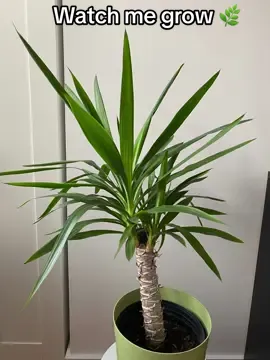 Watch my babies grow 🌿 #plant #plantsoftiktok #plantlover #plantmom #fypツ #viraltiktok 