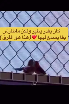 #الشعب_الصيني_ماله_حل😂😂 #متابعه_ولايك_واكسبلور_احبكمہ🖤_fyp #فرنسا🇨🇵 #إكسبلور👌 #الجالية_المغربية_في_كل_مكان💚 