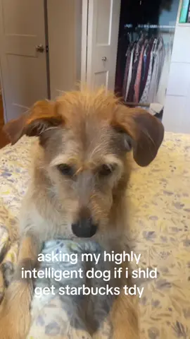 i think he says yes #dog #fyp #funny #starbucks #relatable 