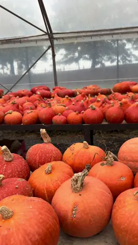 🍂 Nouvelle saison, nouvelles émotions Le chef compose, les saveurs changent, les assiettes se réinventent… Une carte d’automne pleine de caractère vous attend au Maya. Entre produits de saison, inspirations du terroir et touches exotiques, laissez-vous surprendre par une cuisine chaleureuse et généreuse. 🍁 📍137 rue Carnot à Wattrelos 📞 Réservez votre table dès maintenant ✨ Dining | Cocktail | Party #wattrelos #cuisinefusion #automne #foodies #pourtoi 