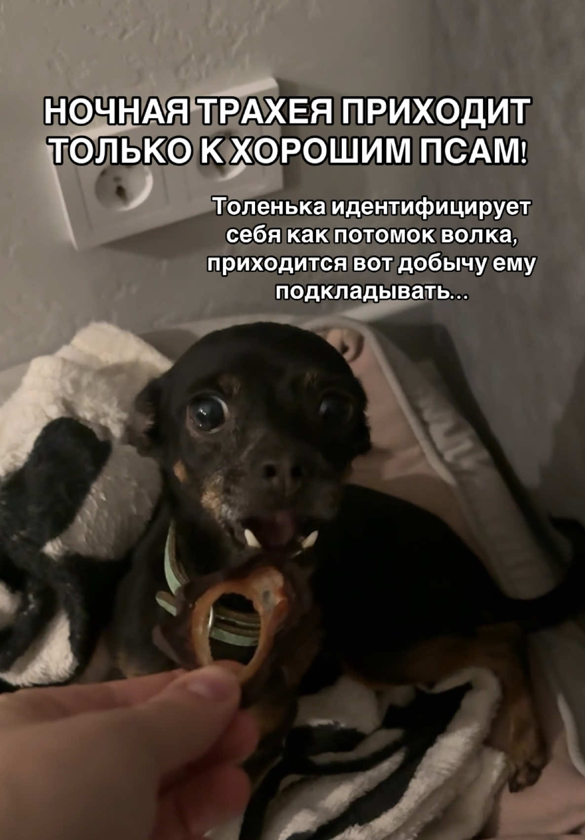Живут как у Христа за пазухой! Вечерний паштет, ночная трахея… Смотались бы в лесок, глянули, как дальние родственники - волки там живут. Ценили бы хозяйку! #тойтерьер #тойчик #русскийтой #пес #той 