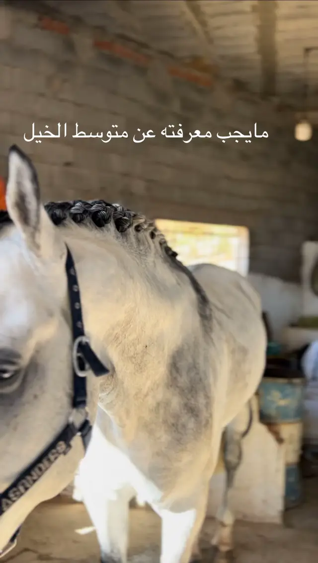 يبلغ ارتفاع الحصان ما بين 142 إلى 163 سم وذلك حتى الكتفين، ووزنه يتراوح بين 380 إلى 550 كيلو جرام. متوسط عمر الحصان يتراوح ما بين 25 إلى 30 عام. سرعة الحصان القصوى تصل إلى 64 كيلو متر وذلك في الساعة الواحدة. لا يقتصر سحر الخيول فقط على سرعتها ورشاقتها وجمالها الساحر بل أنها أيضًا من الحيوانات الأليفة والودودة. @Puffy Cotton Candy  #🇩🇿  #🐎❤️  #الخيل 