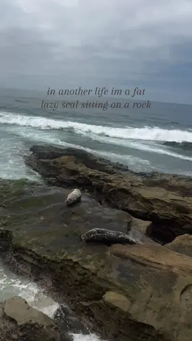 #fyp #real #ocean #seal #viral 