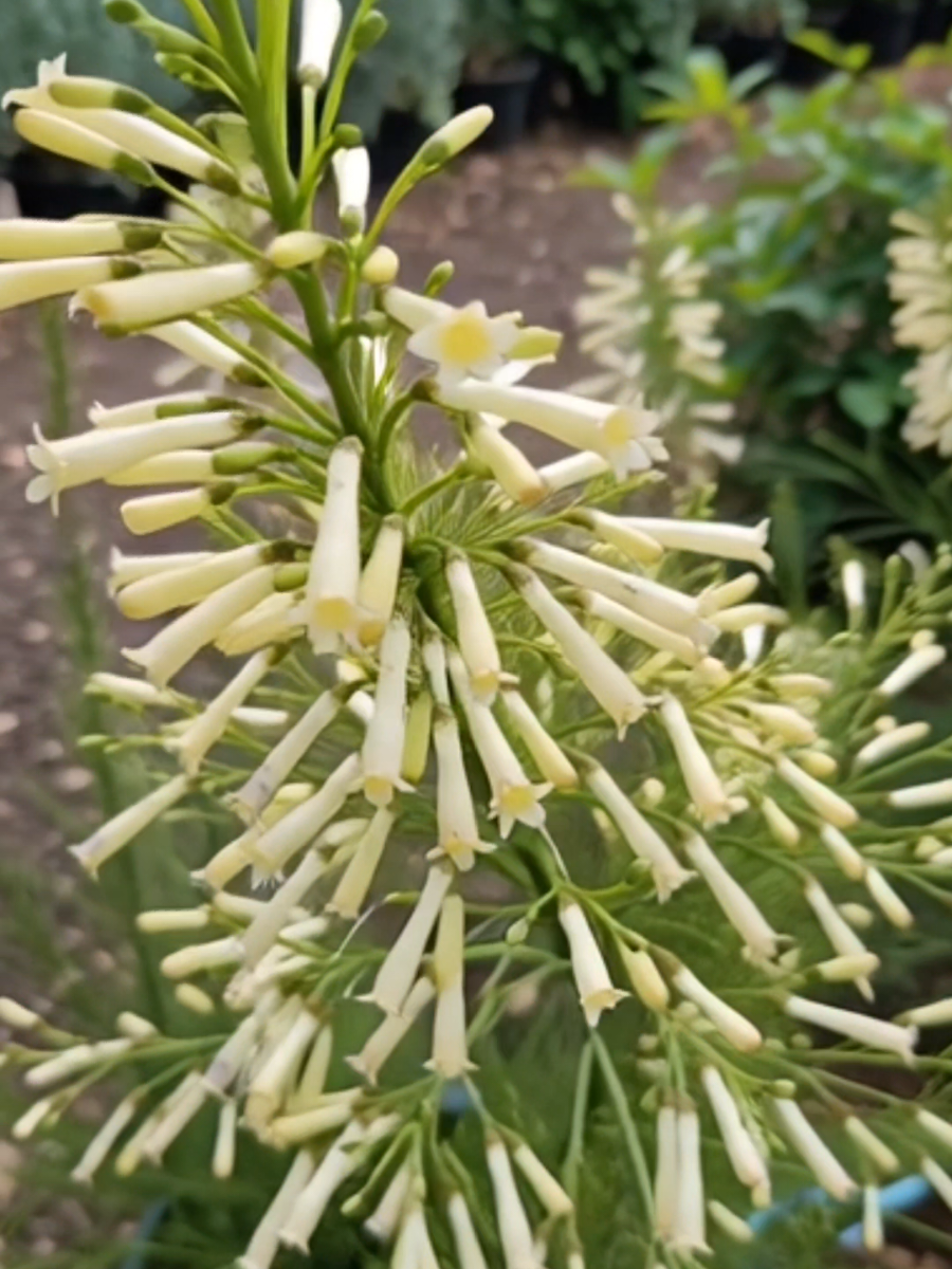 ประทัดจีนขาว (กทม)☎️ #ประทัดจีน #ต้นประทัดจีน #ประทัดจีนขาว 