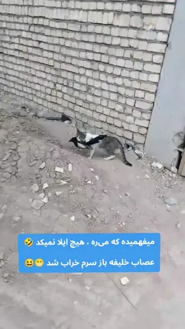 خلیفه باز عصابش سرم خراب شد 😁🤣 #اوزبیک_🇦🇫تاجیک🇦🇫_پشتون🇦🇫_هزاره_🇦🇫ترکمن  #فوریو  #foryou 