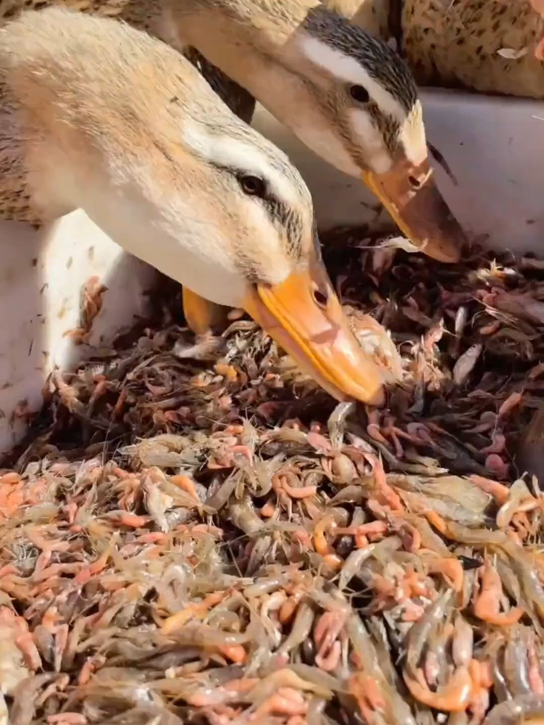 PATOS ALIMENTADOS CON MARISCOS: UN LUJO GASTRONÓMICO EN JAPÓN En granjas japonesas, los patos reciben una dieta especial con peces, camarones y mariscos. Esto impregna su carne con un sabor delicado y marino, volviéndola más jugosa, tierna y exótica. El resultado: un manjar de alto valor que puede triplicar su precio en el mercado, transformando un alimento común en una auténtica delicia premium. #Japón #patos #gastronomía #lujo #tradición
