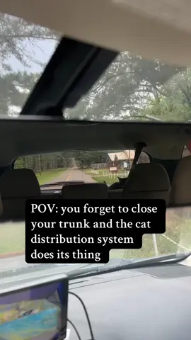 four? in this economy?? #catsoftiktok #kittens #foster #catdistributionsystem 