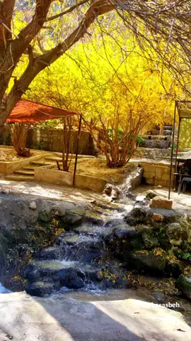 #جديتا #وادي_الريان #الاردن #اربد #برقش 