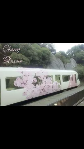 cherry blossom, i love you #fyp #viral #cheeryblossom 
