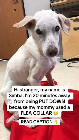 I couldn’t let Simba go. He was sitting in the “goodbye room”… only 20 minutes left before they ended his story. His neck burned raw — all because of a flea collar. 💔 People whispered as they walked by: “Too far gone… not worth saving.” But I couldn’t walk away. So I signed the papers. No plan. No idea what came next. Just one soul who still deserved love. 🐾 The first nights were heartbreaking. He cried in pain, scratching nonstop. His fur fell out, and his skin bled. Every touch made him flinch. The vet told me the truth: the chemicals from a cheap flea collar had burned his skin — but there was still hope if I acted fast. That’s when I found BugMD Flea & Tick Concentrate. 🌿 Plant-powered and gentle for pets & homes. 🚫 Kills fleas, ticks, and mites — no harsh chemicals. ✨ Keeps them from coming back. I sprayed his bedding, his blankets, even the floor around his kennel. And slowly… Simba began to heal: 🌱 The itching stopped. 🌱 The wounds closed. 🌱 He finally slept peacefully. 🌱 And one morning… he smiled again. 🐶 Now Simba isn’t a shelter dog anymore. He’s safe. He’s loved. He’s free from pain. 💚 Every day I think… If I had shown up just 20 minutes later, he wouldn’t be here. 👉 I ordered BugMD on Amazon (link in bio). Give your pup the gentle protection they deserve. 🙏 #bugmd #rescuedog #dogsoftiktok #fleacontrol #doghealth 