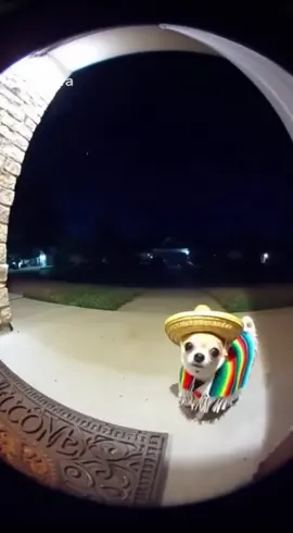 Chihuahua with peace signs #dogsoftiktok #dog #ai #funny #fyp 