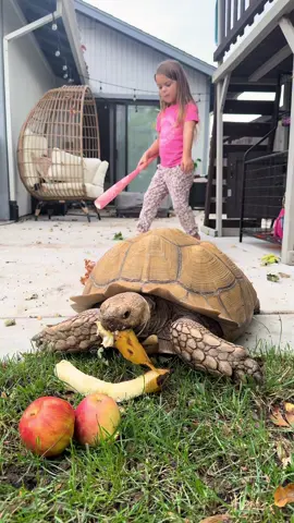 #tortoise #tortoisesoftiktok #spike 