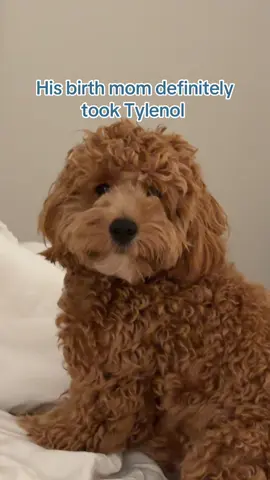 🤣 #tylenol #funnydogsoftiktok #funnydogvideos #cockapoooftiktok #dogsbeingdogs 