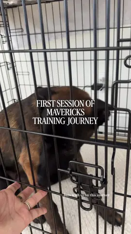 I feel like I’ve forgotten how to train even though I know how 🙈 I don’t want to fail him so im over thinking everything !!!! BUT so many people have asked me questions about training so please ask away!! As we’re starting this new journey ! @Gymshark #rescuedog 