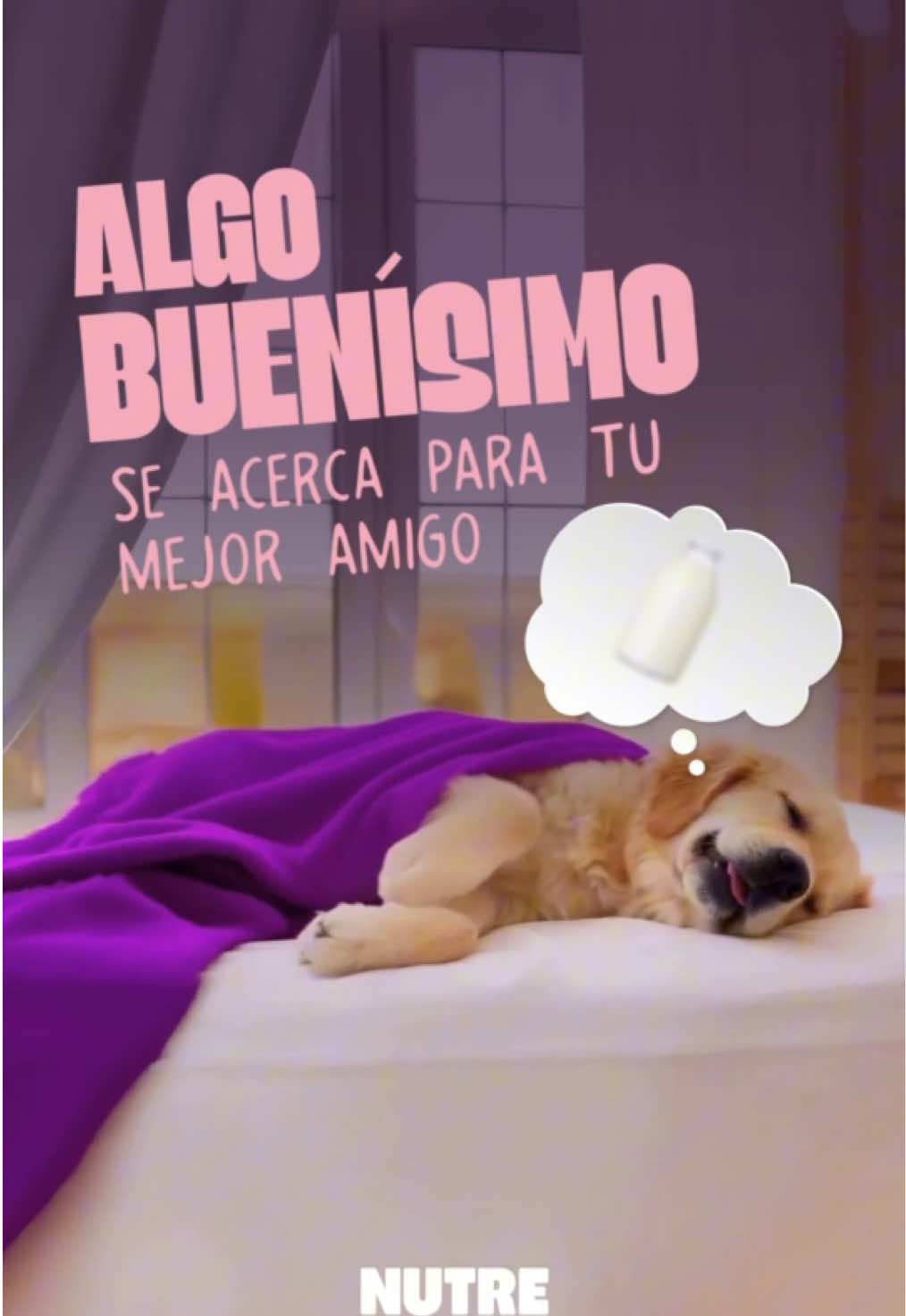 En los sueños más felices de tu perro hay un deseo… 🐶💜 Muy pronto podrás hacerlo realidad. #lanzamiento #nuevoalimento #Nutrecan #petlover #mejoramigo