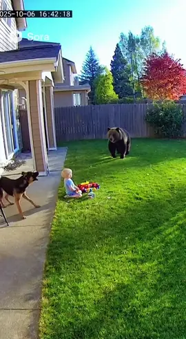 🐻🐶 Essa cena foi feita no Sora 2... e parece coisa de câmera de segurança real! Uma criança brincando no quintal, um urso aparece… e o cachorro da casa entra em ação 👊🔥 Nenhum ator. Nenhuma filmagem. Tudo gerado por IA. 🚀 O Sora veio forte pra competir com o Veo 3 — e tá mostrando um nível de realismo e narrativa que a gente não via há pouco tempo atrás. Os movimentos, a reação dos animais, a ambientação… tudo parece cena de vídeo viral real 📹 👀 Agora quero saber: 👉 Tá realista pra você? 👉 Se visse isso na internet, acharia que é IA? 💬 Deixa tua opinião aqui nos comentários 👇 #Sora2 #IAdeVídeo #EvoluçãoIA #VídeosComIA #OpenAI  