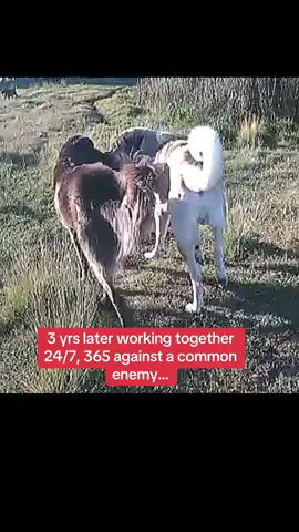 #livestockguardiandog #anatolianshepherddog #anadoluçobanköpeği #karadenizçobanköpeği 