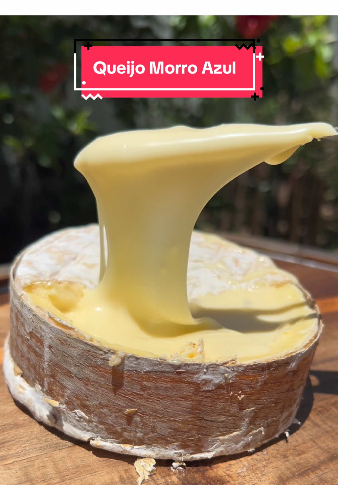 O Queijo Morro Azul é uma verdadeira aventura sensorial! 🧀💙 Inspirado no clássico suíço Vacherin Mont-d’Or, ele tem uma cinta de carvalho que envolve um interior cremoso e irresistível. 🤤✨ Cada pedaço revela notas amanteigadas, mofadas e toques sutis de cebola e alho. Uma experiência única pra quem ama queijos intensos. 🍷🍺 Qual bebida você escolheria pra harmonizar com ele? 😍👇 #QueijoMorroAzul #QueijoArtesanal #ExperiênciaSensorial #Gastronomia #FoodLovers
