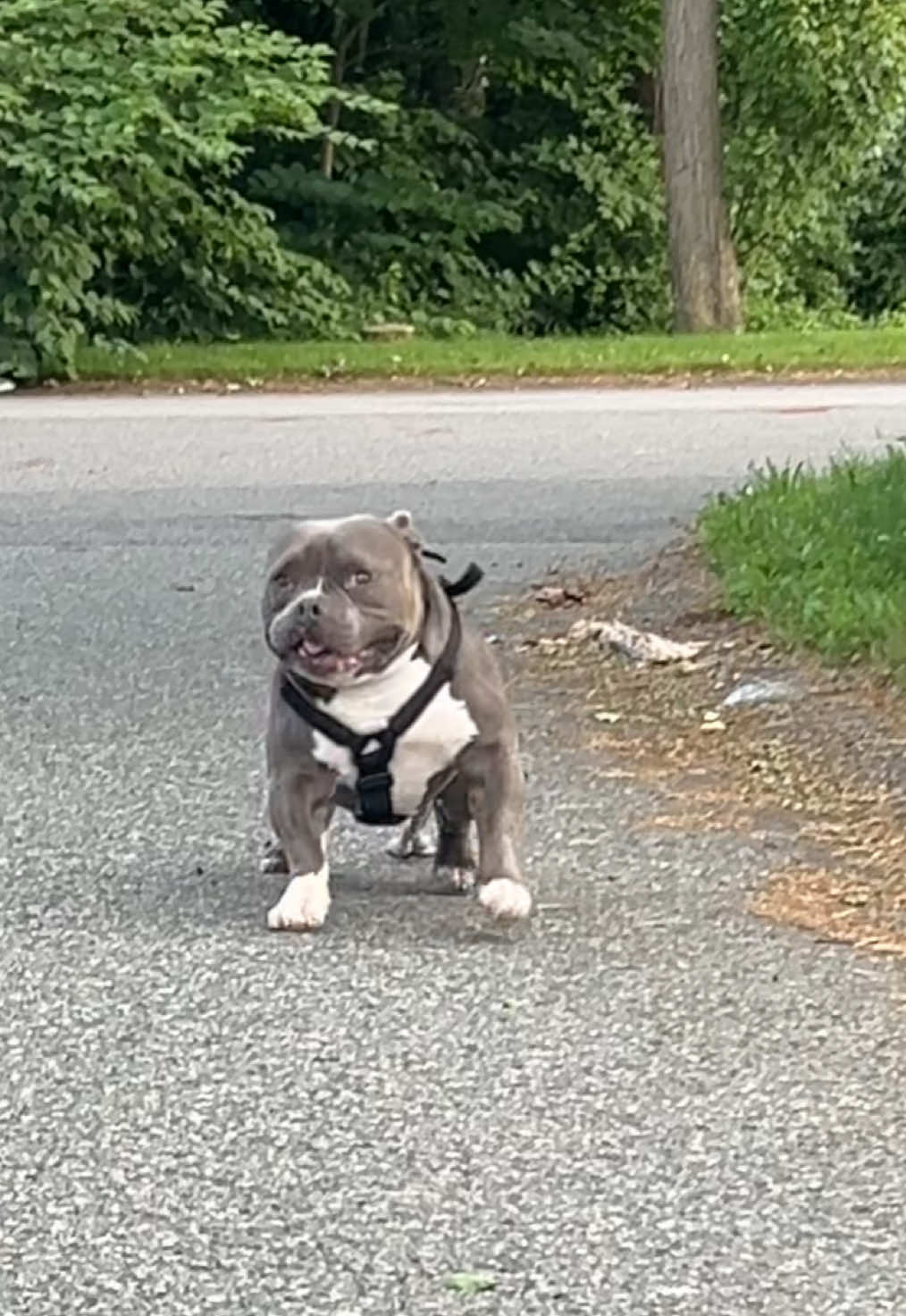 His wobbly walk is the cutest🩶 #pocketbully #americanbully #bullywithivdd #ivddsurvivor 