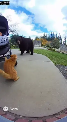 #fyp #viral #cat #catsoftiktok #animals cat save my baby! 