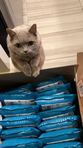 Bingle checking orders before send off 📦 #fyp #viral #cat 