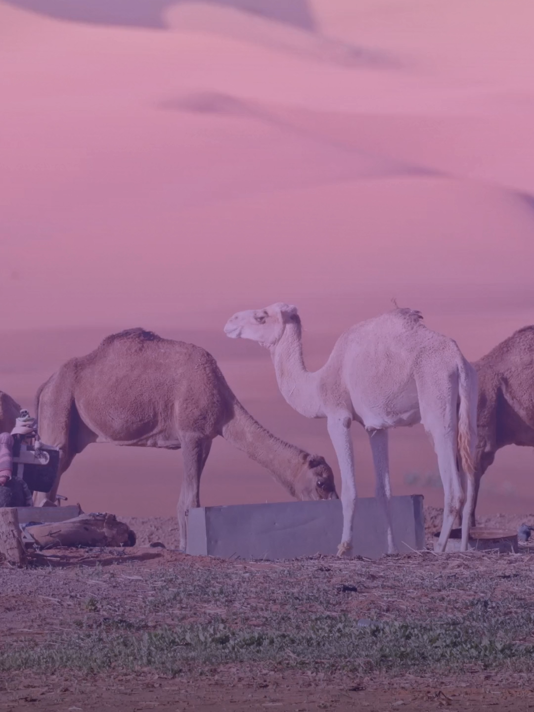 جملي ساوي لي بيت مال ماهو ميت عرافو