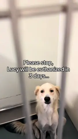 We love Lucy 💔 #dogs #petlover #dogsoftiktok #friendship #goodboy 