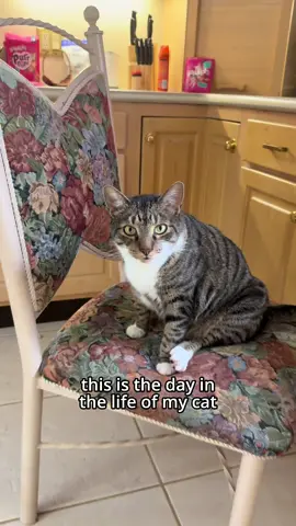 The day in the life of a professional cat treat taster #ad #bonkers 