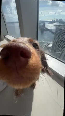 But how can I focus #dachshund 