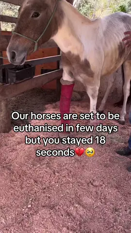 Every kind comment would mean a world to me #horses #shelter #sanctuary #animalsoftiktok #horselovers 
