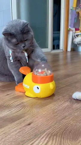 ini kucing mau makan aja maaih kudu berusaha ya wkwk #kucing #kucinglucu #mainananak #viraltiktok #fypage 