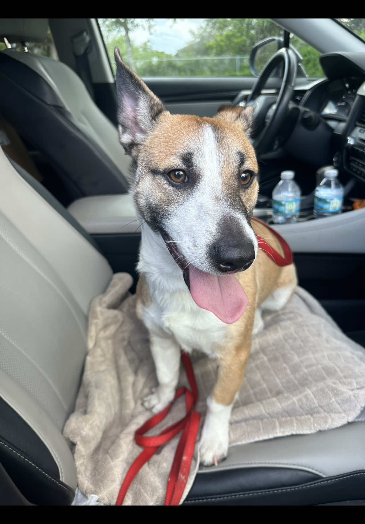 SECOND UPDATE: ADOPTED 🎉by @courtsideseats_ follow along for updates 🥰🥰🥰 UPDATE: Rocky is heading to a foster home. He took a deep sigh, fell asleep in 2 minutes, and has been asleep ever since ❤️‍🩹 Thank you to everyone that reached out and shared Rocky’s story 🙏🏼 you are the reason why he is safe tonight in a home. 