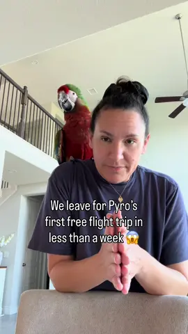 Pyro will fly outside for the first time NEXT WEEK 🤯 #pyro #macaw #bird #freeflight 