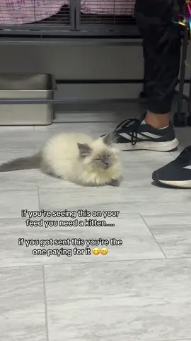 send them to them... #evil #kitten #adoptme #kalskatz #siberian 