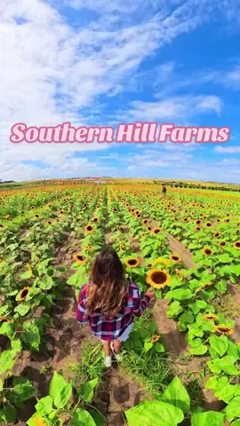 This Central Florida farm has it all 🌻 I LOVE going to @Southern Hill Farms for their sunflower fields and U-Pick produce and right now they have the cutest Fall Fest 🍂  Running til November 23rd, tickets are available online via the Southern Hill Farms site! I highly recommend this for a family friendly day or a date day near Orlando! 🌻 #orlando #orlandoflorida #orlandofl #orlandofoodie #orlandothingstodo        