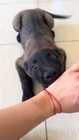 . . . #pastorbelgamalinois #malinois #belgamalinois #puppy #puppies 