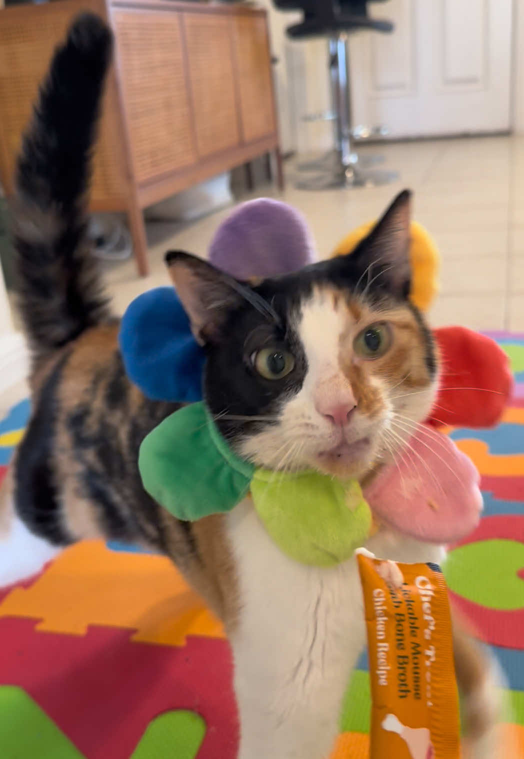 Beautifully rare sunflower enjoys a treat #wobblycat #cerebellarhypoplasia #cat #cats #asmr 