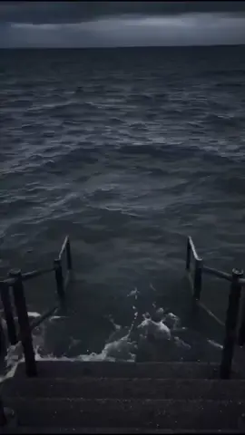 🐱:anjing kaget #animal #cat #foryou #funnyvideo #animal 