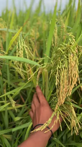 #fyppppppppppppppppppppppp #soundviral #anakpetani🌾 #ilmupadi🌾 