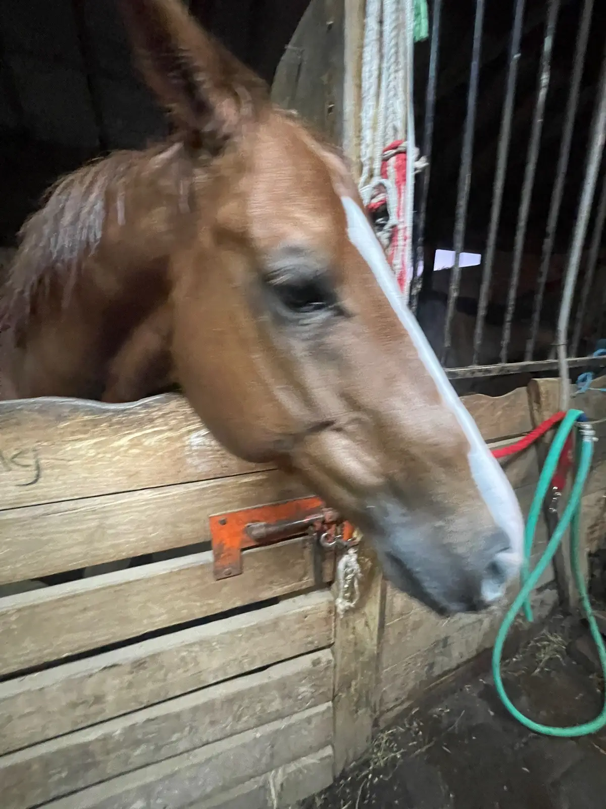 #fypシ゚viral #viralvideo #caballos 