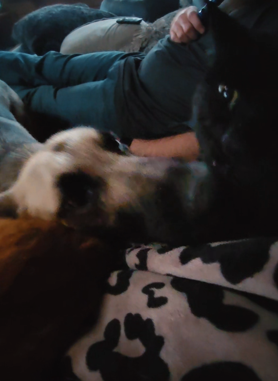 Always right next to me or on top of me 🙄 💚 nobody is safe from the #torvi #wolfpack #wolfdog #floki #blackcat 