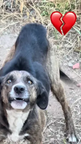 ADOPTA AMOR …. ADOPTA UN CACHORRITO 🥺🥺🥺 ellos merecen una mejor vida y juntos podemos darles la vida q se merecen .. comunícate con S.o.s. O pollos Emanuel y UN AGRADECIMIENTO  a Susana delcarpio de SOS por ayudarnos a dar seguimiento y rescate de los cachorros #ayuda #perritosabandonados #adopcion #amor #solidaridad 