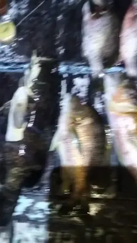 hasil tadi malam #mancingmania #fyp #mancing #fypシ゚viral 