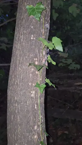 Spotted lanternfly hunting:After Dark! Is it me, or are the slaps extra slappy tonight? #spottedlanternflyhunting #conservation #northcarolina  #asmr 