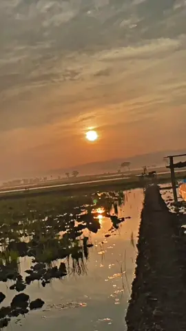 #fypage #fyppppppppppppppppppppppp #petanimuda #petaniindonesia🇮🇩🇮🇩🇮🇩🌿🌿 #jawapride 