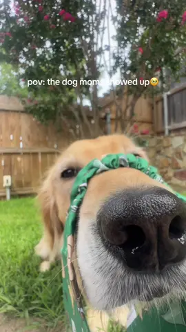 Replying to @KarinaZaragoza_ currently working on a PR program💛🍯 thank you for all the love & support! You all have the cutest pups so this will be hard to choose!! #dogmama #dogbandanas #dogmomsoftiktok #scrunchiebandana 
