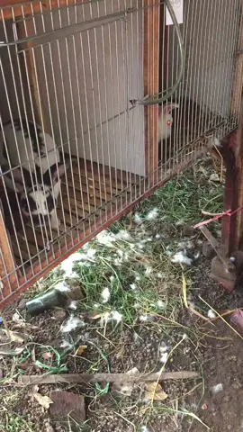 Indukan nz lagi buat sarang nih😁🐰  #peternakkelinci #kelincilucu #kelincihias #kelinci #kelincipedaging 